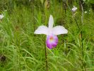 gut, für Orchideen-Liebhaber vergrößert